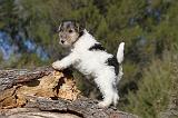 FOX TERRIER 418